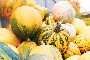 a bunch of assorted and colorful pumpkins on the field in the fall, harvest, crops