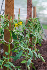 seedlings for planting in a greenhouse, tomato sprouts, gardening, tomato flowers, blooming