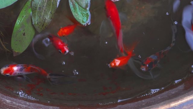 4k Footage gold fish on bowl aquarium on beautiful small garden