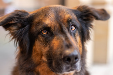 Hund
