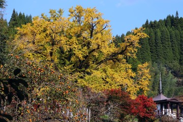Obraz premium 小国町 下城の大イチョウ