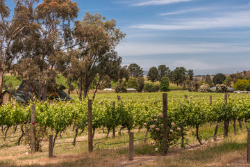 Fototapeta na wymiar Melbourne, Australia - November 15, 2009: Outside city near Mount Dandenong. Vineyard with rows of growing grapes in hilly landscape with trees sprinkled around under blue cloudscape.