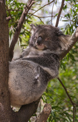 Melbourne, Australia - November 15, 2009: Closeup of Gray beige Koala bear taking it easy between trunk and branch up a tree with faded green in back.