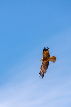 Melbourne, Australia - November 15, 2009: Black Brown Wedge-tailed eagle in flight  against full blue sky.