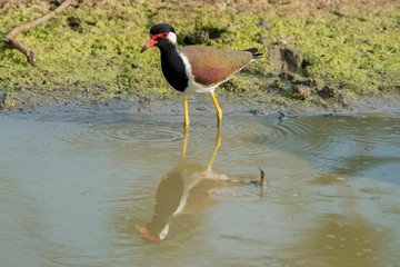  Red-wattled Lapwing (Vanellus indicus), Udawalawe National Park, Sri Lanka