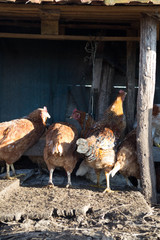 Chiken battle for food