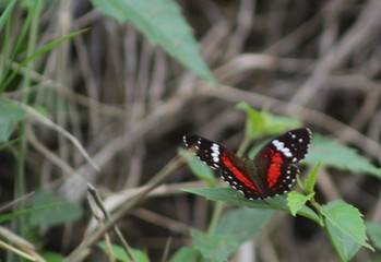 Mariposa negra con rojo
