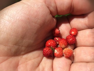 Red berries of ripe strawberries in the palm of a man. Mobile photo in natural daylight. 