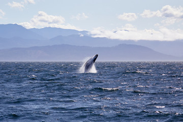 Humpback whale breaching off the coast of Victoria British Columbia, Canada.  (near the San Juan Islands in the Pacific Northwest) 