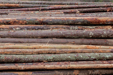 Wooden logs of pine woods in the forest, stacked in a pile. Freshly chopped tree logs stacked up on top of each other in a pile.