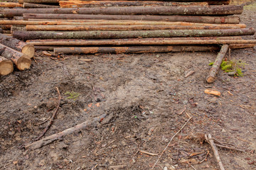 Wooden logs of pine woods in the forest, stacked in a pile. Freshly chopped tree logs stacked up on top of each other in a pile.