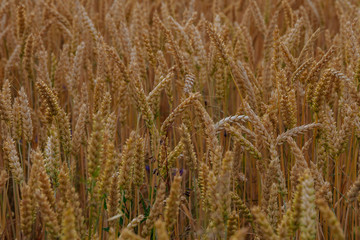 Golden wheat field with cloudy sky in background.