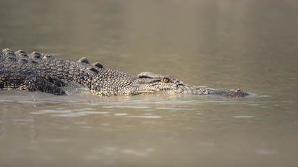 Wild saltwater crocodile (Crocodylus porosus) in muddy creek estuary, northern Australia