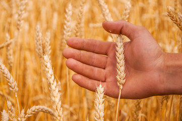 Fototapeta na wymiar Farmer hand touching a golden wheat ear in the wheat field, sunset light, flare light.