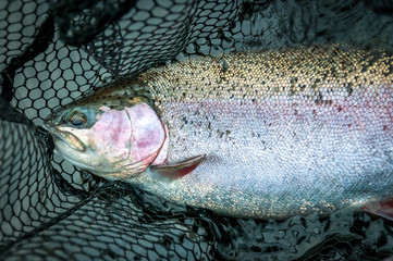 Rainboe trout in the landing net