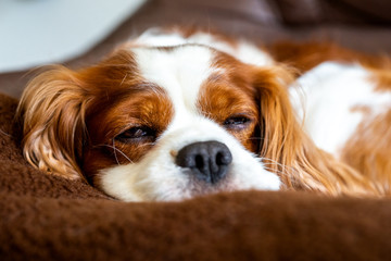 Cavalier King Charles Spaniel döst auf der Couch