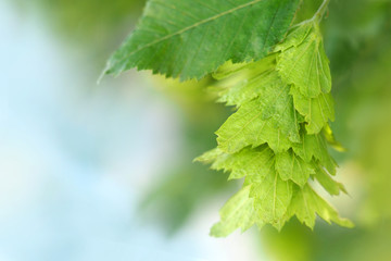 Scenery with the green foliage and catkins of the Oriental hornbeam. Fruits of Carpinus orientalis