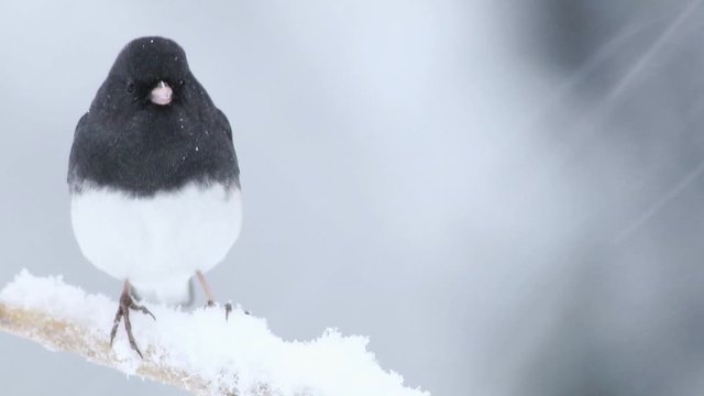 Dark eyed junco male, Junco hyemalis, a cute dark gray and white bird, perched middle replaced by female during snowstorm