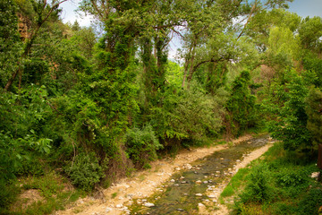 Fototapeta na wymiar trees and small stream
