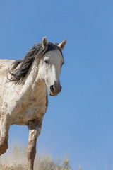 Fototapeta premium Wild Horse in the Colorado High Desert in Summer
