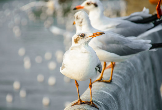 Beautiful segull shot, Bangpu, Thailand