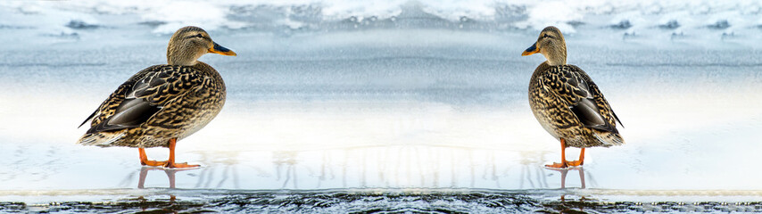 Fototapeta premium Anas platyrhynchos female mallard duck on a frozen lake in winter - background panorama long