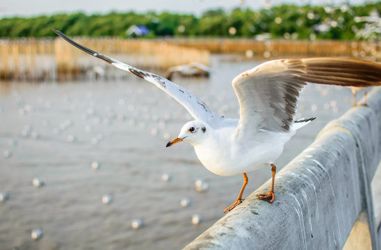 Beautiful segull shot, Bangpu, Thailand
