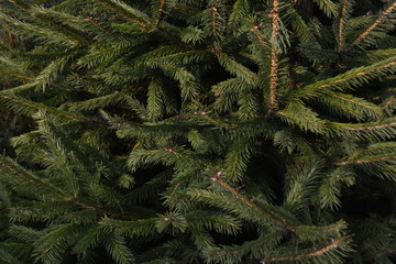 Background of Christmas tree branches.
