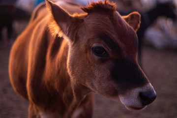 Portrait of a Cow