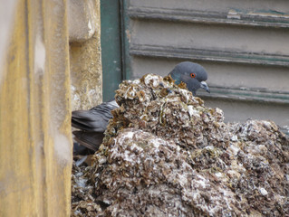 pigeon guano excrements