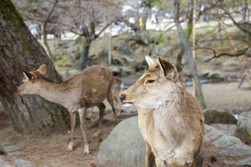 Naklejka na ściany i meble Cute deer in the Nara Prefecture, Kansai region, Japan.