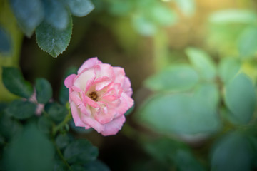 Roses in the garden