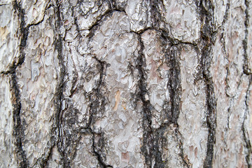 Wood skin pattern from a real tree
