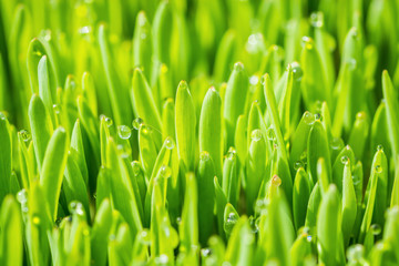Fototapeta na wymiar Fresh green grass with water drops