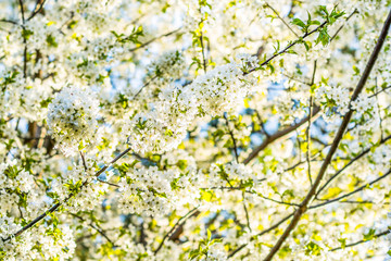 White flowers of sour cherry tree in Spring