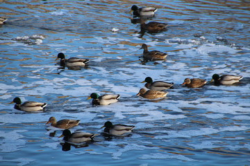 Mallards On The River, Gold Bar Park, Edmonton, Alberta