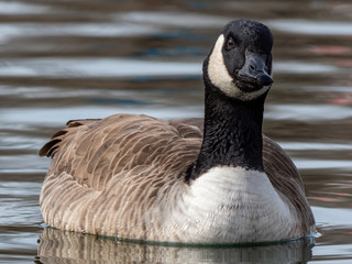 Canada Goose 2