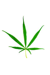 cannabis leaf on white background