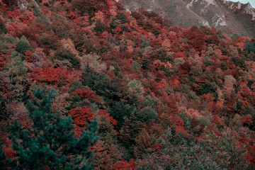 Fototapeta na wymiar Beautiful orange and red autumn forest