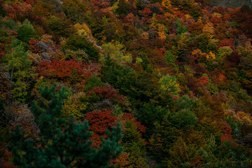 Obraz premium Beautiful orange and red autumn forest