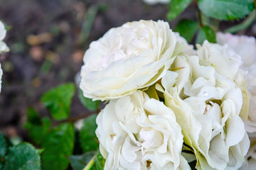 White rose flower, rain drops. Close-up photo of garden flower with shallow DOF