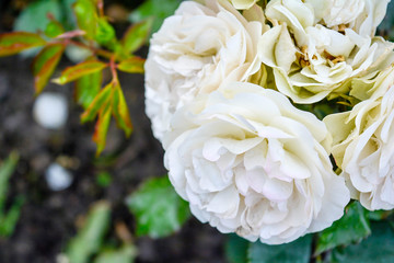 White rose flower, rain drops. Close-up photo of garden flower with shallow DOF