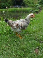 chicken in the grass