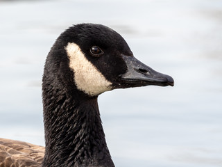 Canada Goose 1