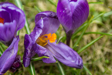 Krokus Blüte violett