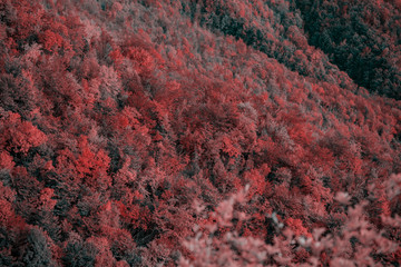 Beautiful orange and red autumn forest