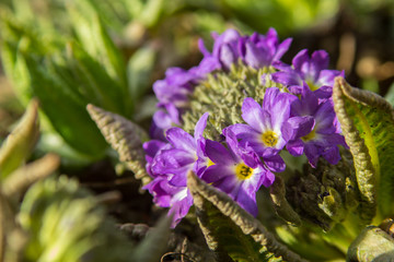 Krokus Blüte violett