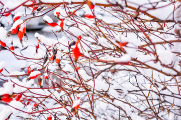 Snow covered red rosehip berries. Red dog rose on bush in winter