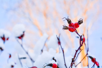 Snow covered red rosehip berries. Red dog rose on bush in winter