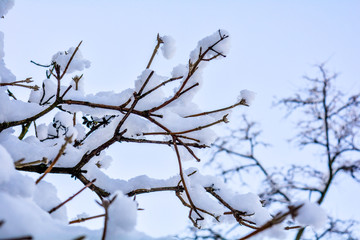 Tree branches covered with snow on blue sky background
